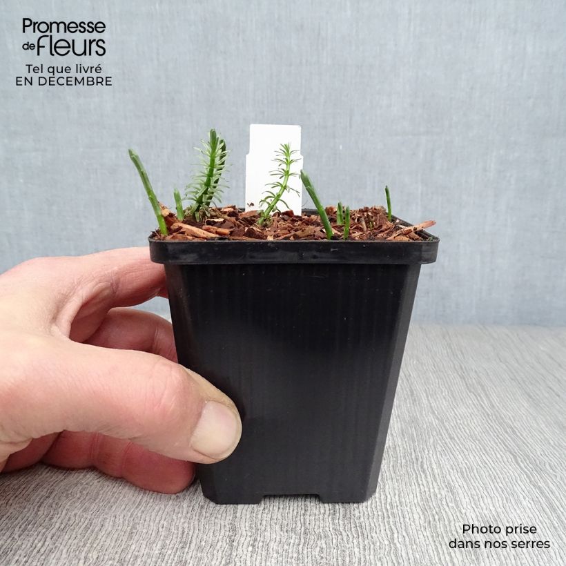 Spécimen de Hippuris vulgaris - Pesse d'eau  Godet de 8/9 cm tel que livré en hiver