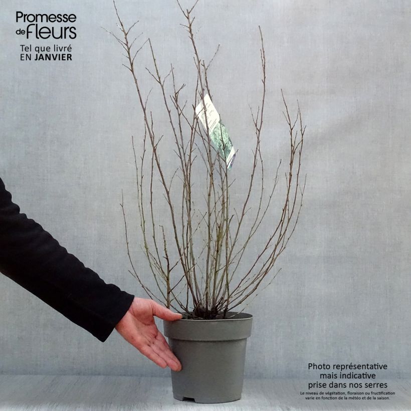 Spécimen de Holodiscus discolor - Holodisque discolore Pot de 4L/5L tel que livré en hiver