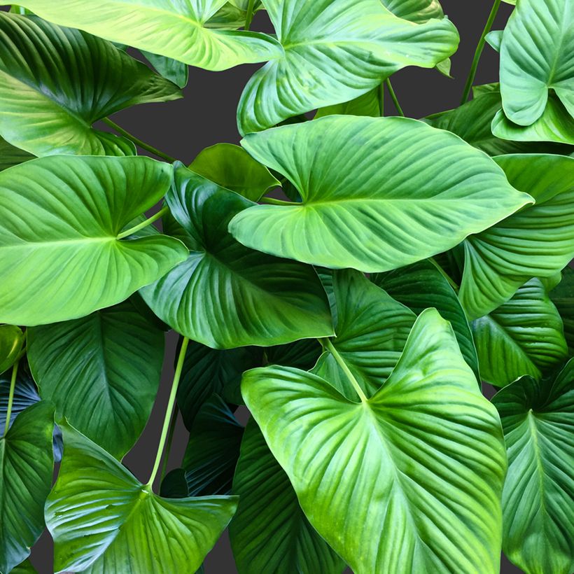 Homalomena Emerald Gem (Feuillage)