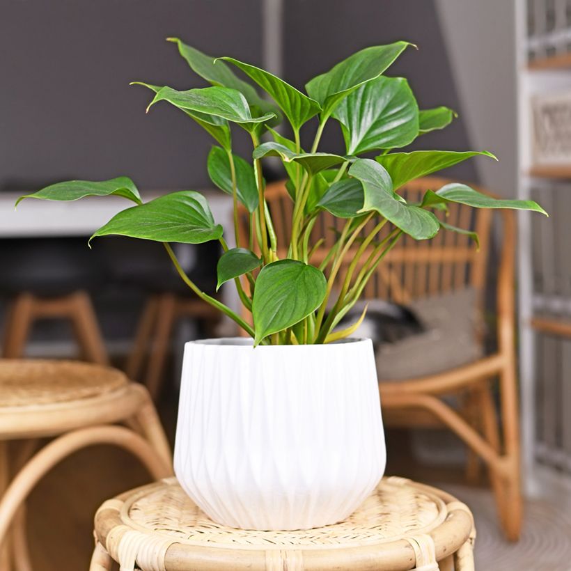 Homalomena Emerald Gem (Port)