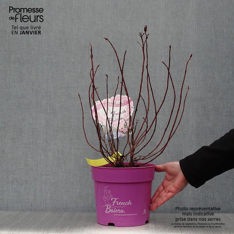 Spécimen de Hortensia - Hydrangea French Bolero Pot de 6L/7L tel que livré en hiver