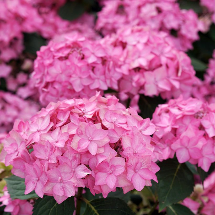 Hydrangea Frozen Smoothie - Hortensia serrata (Floraison)