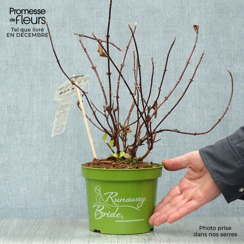 Spécimen de Hortensia - Hydrangea Runaway Bride Pot de 1,5L/2L tel que livré en hiver