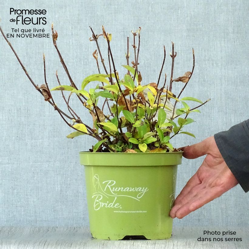 Spécimen de Hortensia - Hydrangea Runaway Bride Pot de 3L/4L tel que livré en automne