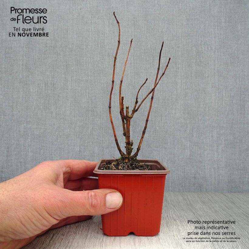 Spécimen de Hortensia arborescens Annabelle Godet de 8/9 cm tel que livré en automne