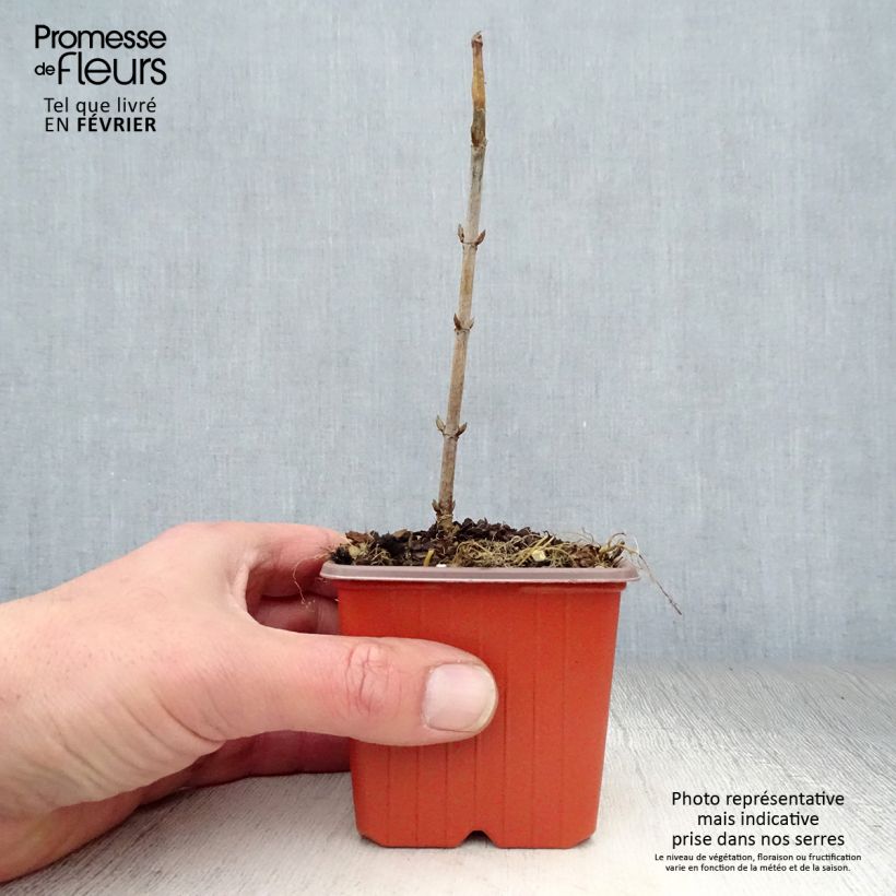Spécimen de Hortensia arborescens Annabelle Godet de 8/9 cm tel que livré en hiver