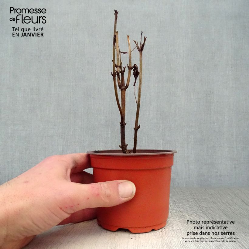 Spécimen de Hortensia arborescens Annabelle Pot de 12 cm / 13 cm tel que livré en hiver