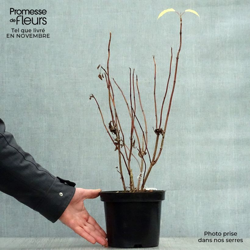 Spécimen de Hortensia arborescens Annabelle Pot de 2L/3L tel que livré en automne
