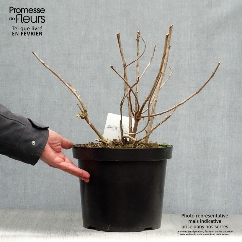 Spécimen de Hortensia arborescens Annabelle Pot de 7,5L/10L tel que livré en hiver