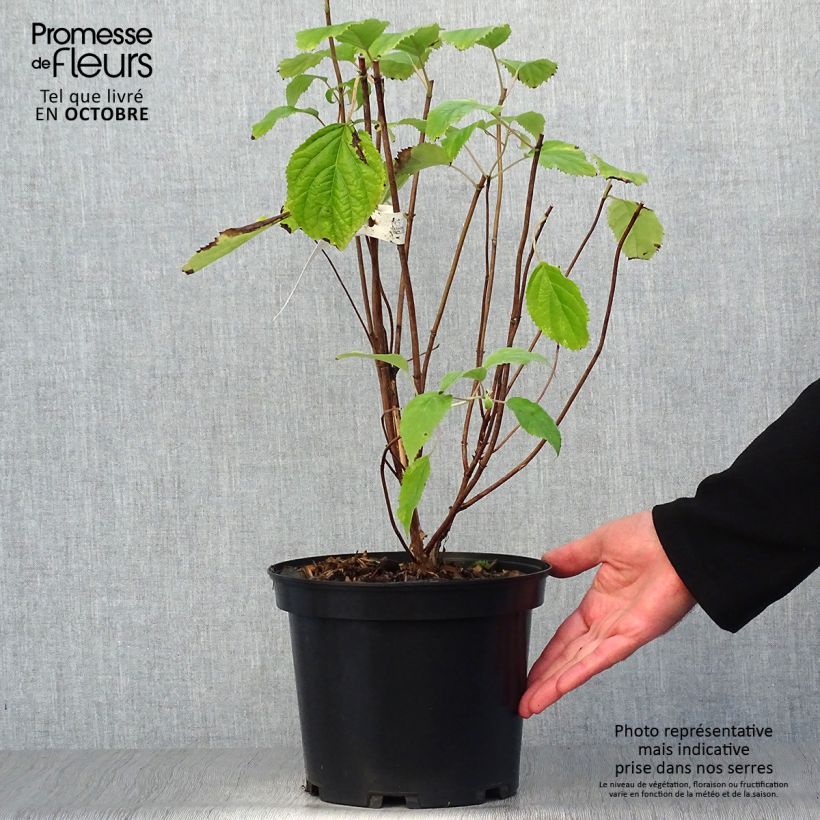 Spécimen de Hortensia arborescens Candybelle® Bubblegum Pot de 3L/4L tel que livré en automne