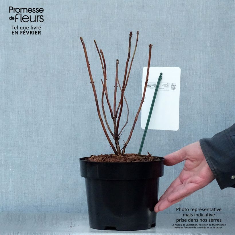 Spécimen de Hortensia arborescens Candybelle Marshmallow Pot de 3L/4L tel que livré en hiver