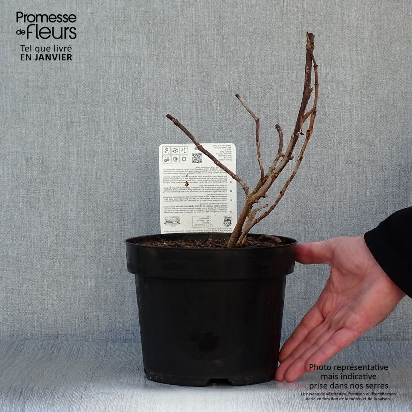 Spécimen de Hortensia arborescens Golden Annabelle Pot de 3L/4L tel que livré en hiver