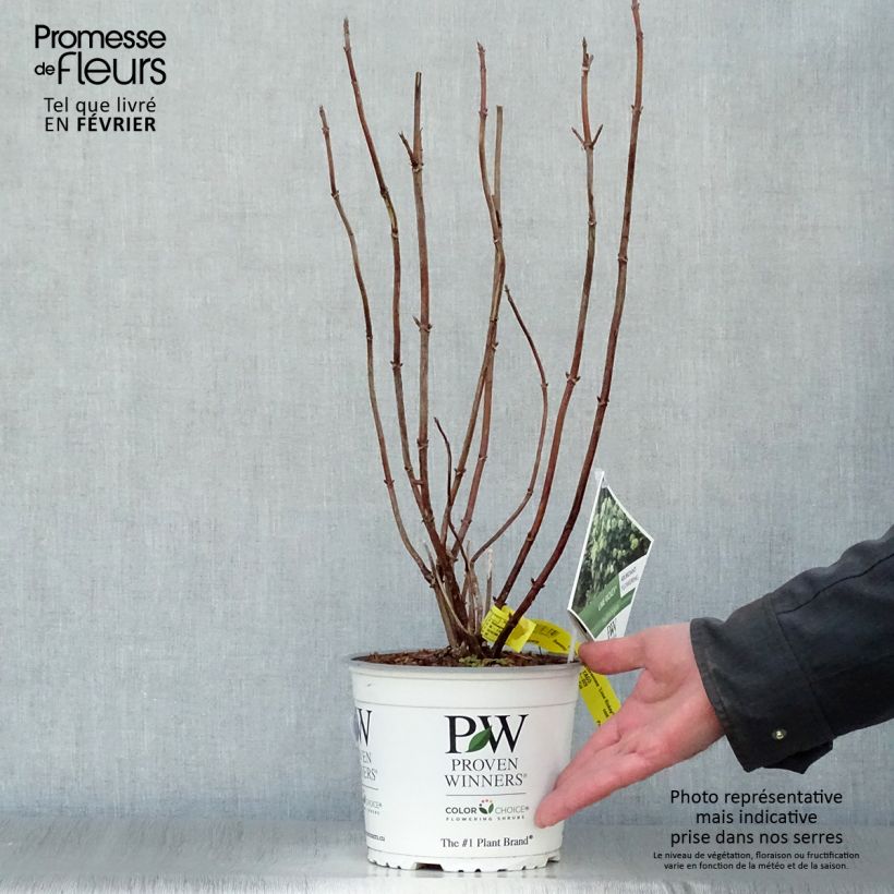 Spécimen de Hortensia arborescens Lime Rickey Pot de 2L/3L tel que livré en hiver