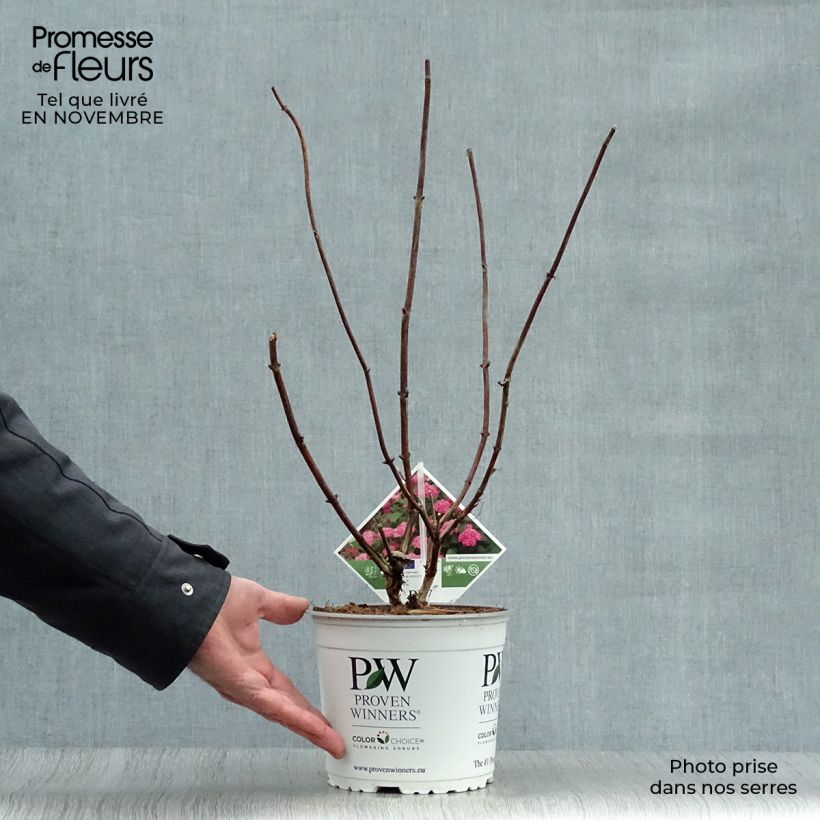 Spécimen de Hortensia arborescens Pink Annabelle ou Invincibelle Pot de 2L/3L tel que livré en automne