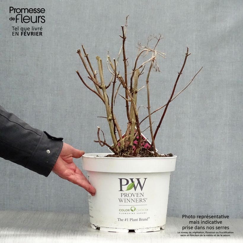 Spécimen de Hortensia arborescens Pink Annabelle ou Invincibelle Pot de 7,5L/10L, 3 /5 branches tel que livré en hiver