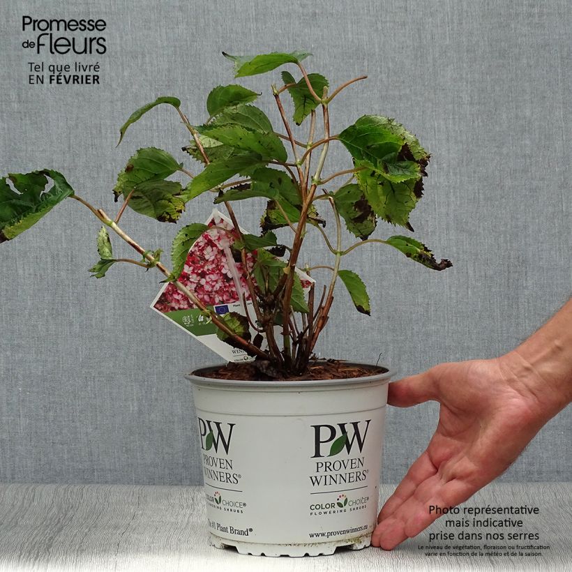 Spécimen de Hortensia arborescens Ruby Annabelle Pot de 2L/3L, 2/3 branches tel que livré en automne