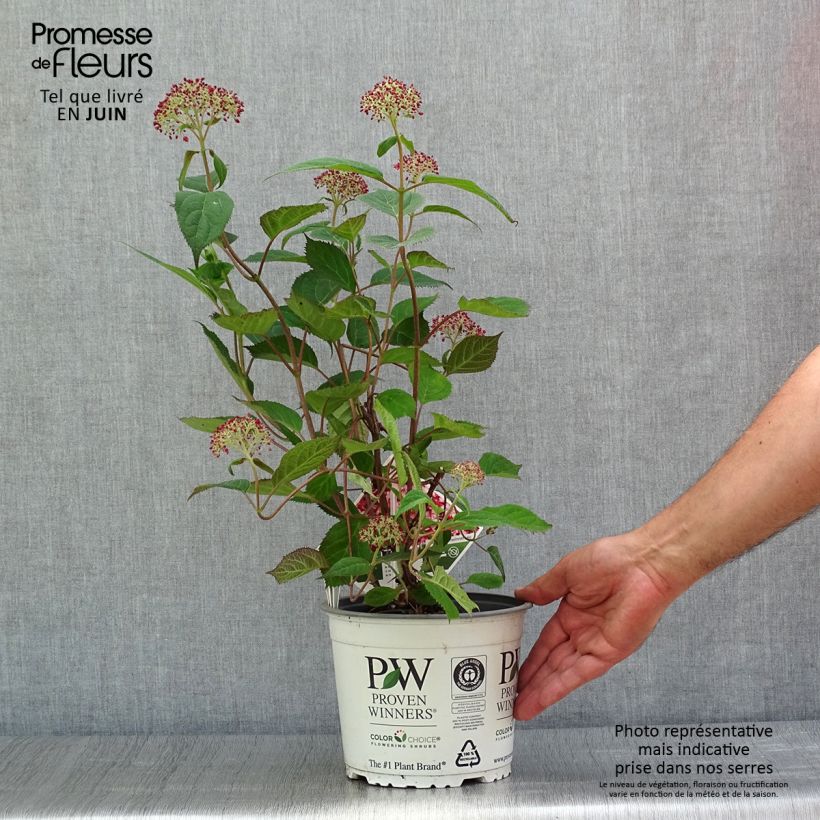 Spécimen de Hortensia arborescens Ruby Annabelle Pot de 2L/3L, Buisson, 2/3 branches tel que livré en été