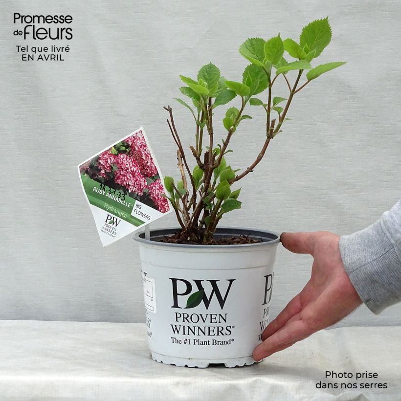 Spécimen de Hortensia arborescens Ruby Annabelle Pot de 2L/3L, Buisson, 2/3 branches tel que livré au printemps