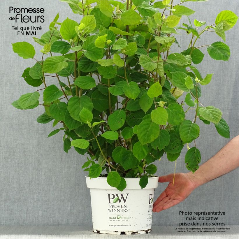 Spécimen de Hortensia arborescens Ruby Annabelle Pot de 4L/5L tel que livré au printemps