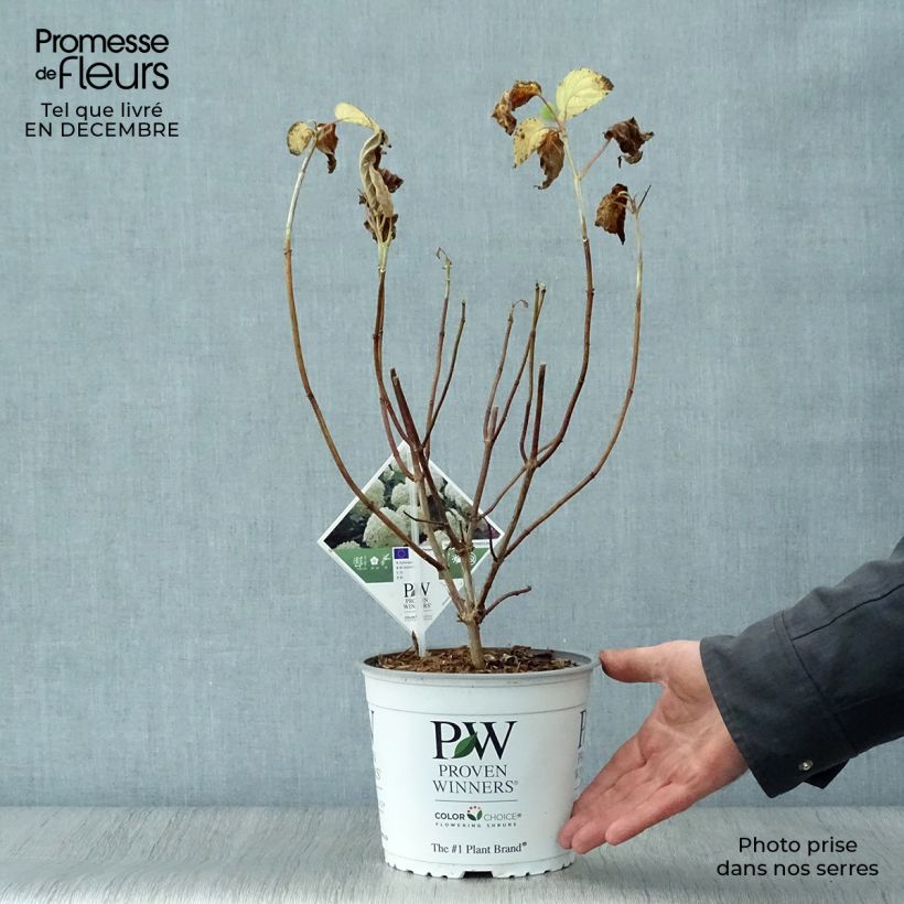 Spécimen de Hortensia arborescens Strong Annabelle ( Incrediball ) Pot de 2L/3L, 3 /5 branches tel que livré en hiver