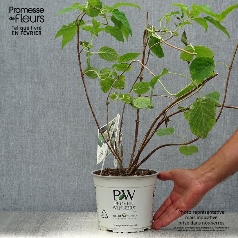 Spécimen de Hortensia arborescens Strong Annabelle ( Incrediball ) Pot de 2L/3L, 3 /5 branches tel que livré en automne