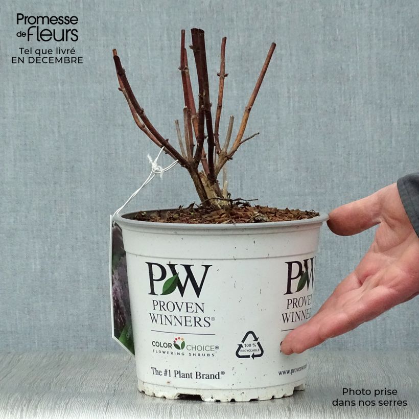 Spécimen de Hortensia arborescens Sweet Annabelle Pot de 2L/3L, 3 /5 branches tel que livré en hiver