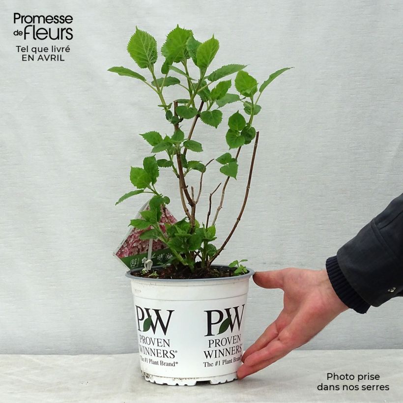 Spécimen de Hortensia arborescens Sweet Annabelle Pot de 2L/3L, Buisson, 3 /5 branches tel que livré au printemps