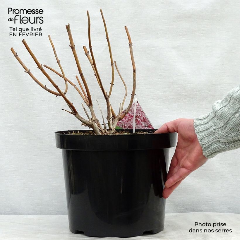 Spécimen de Hortensia arborescens Sweet Annabelle Pot de 7,5L/10L tel que livré en hiver