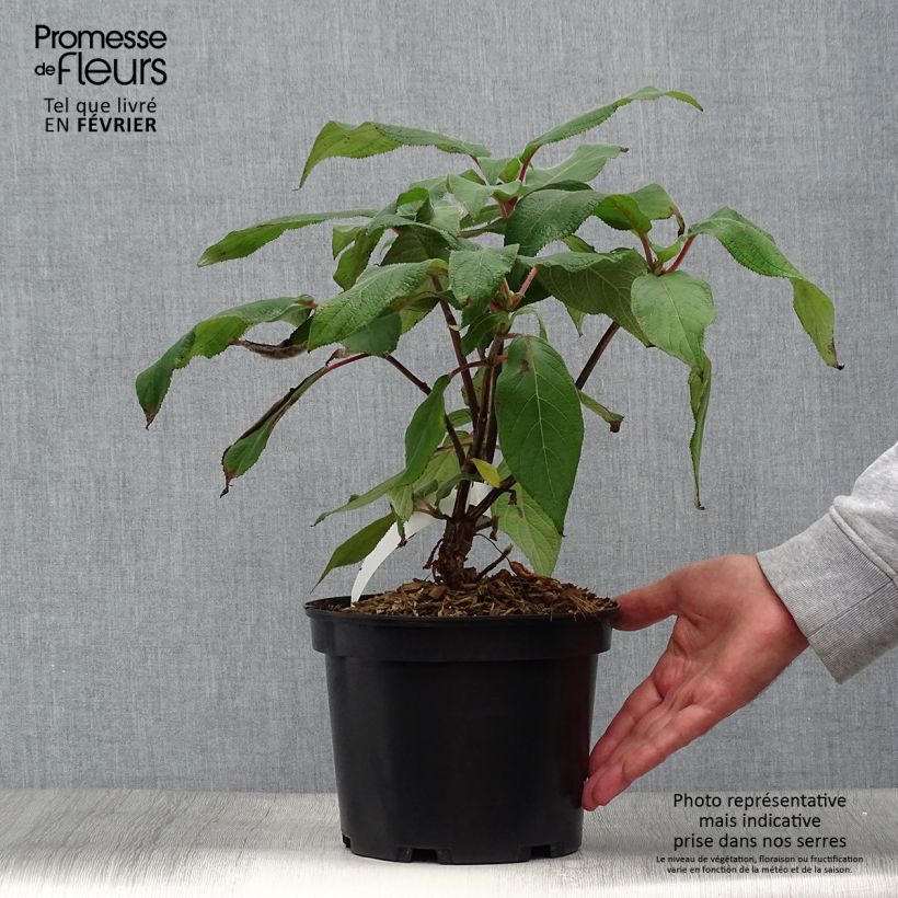 Spécimen de Hortensia - Hydrangea aspera Anthony Bullivant Pot de 3L/4L tel que livré en automne