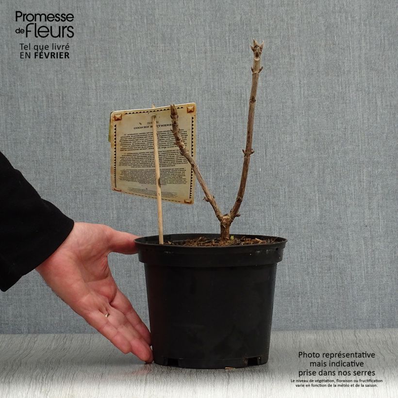 Spécimen de Hortensia - Hydrangea aspera Goldrush Pot de 2L/3L tel que livré en hiver