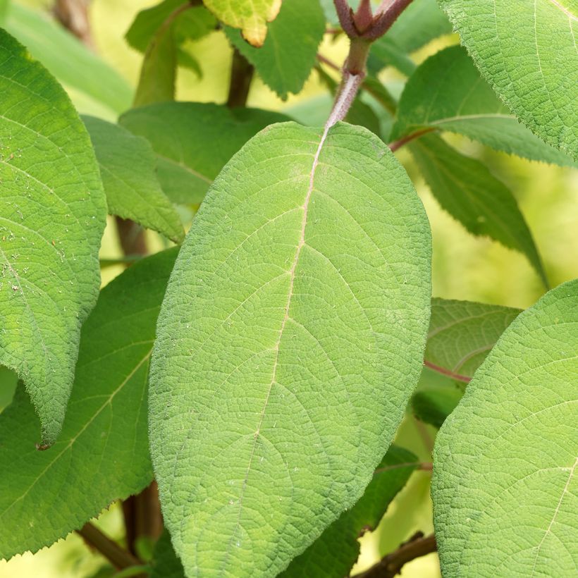 Hortensia - Hydrangea aspera Goldrush (Feuillage)