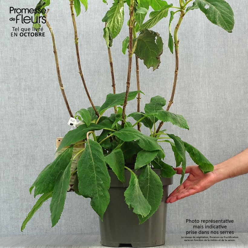 Spécimen de Hortensia - Hydrangea aspera Macrophylla  Pot de 7,5L/10L tel que livré en automne
