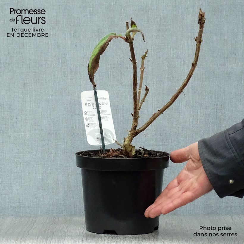 Spécimen de Hortensia - Hydrangea aspera Macrophylla  Pot de 2L/3L tel que livré en hiver
