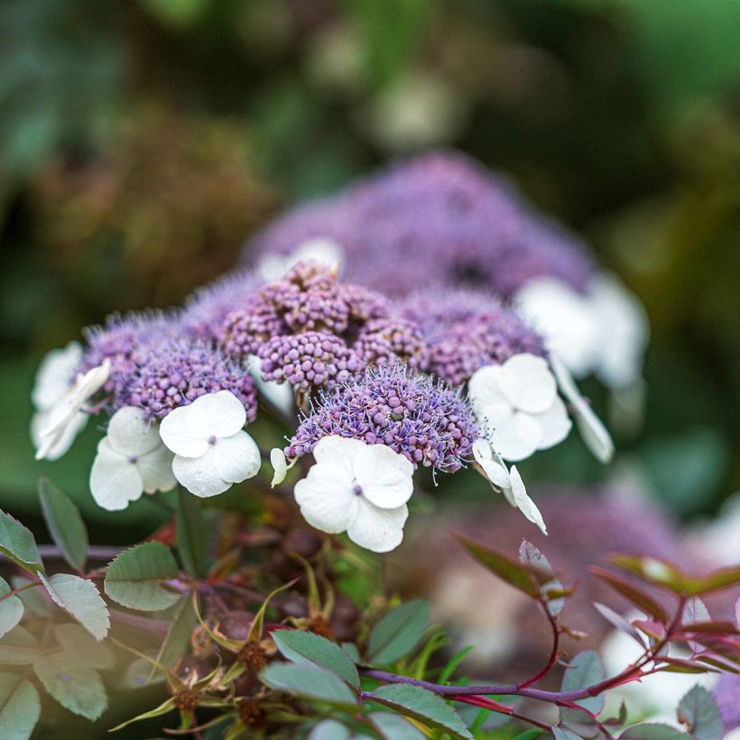 Hortensia - Hydrangea aspera Macrophylla (Floraison)