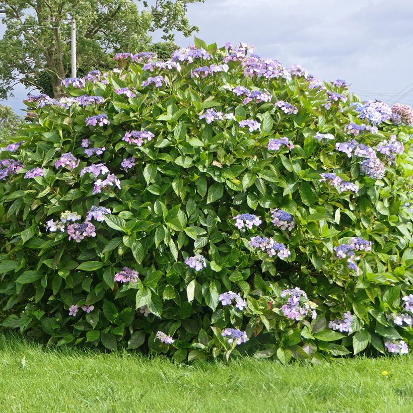 Hortensia - Hydrangea aspera Macrophylla (Port)