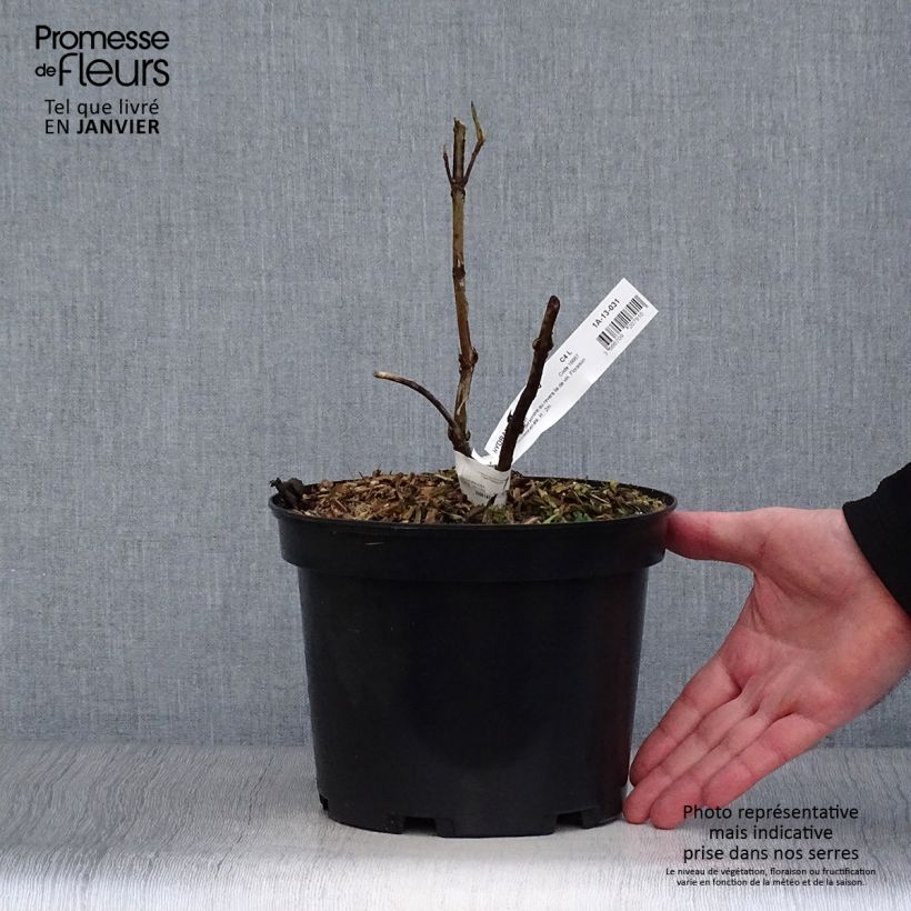 Spécimen de Hortensia - Hydrangea aspera Rosemary Foster  Pot de 4L/5L tel que livré en hiver