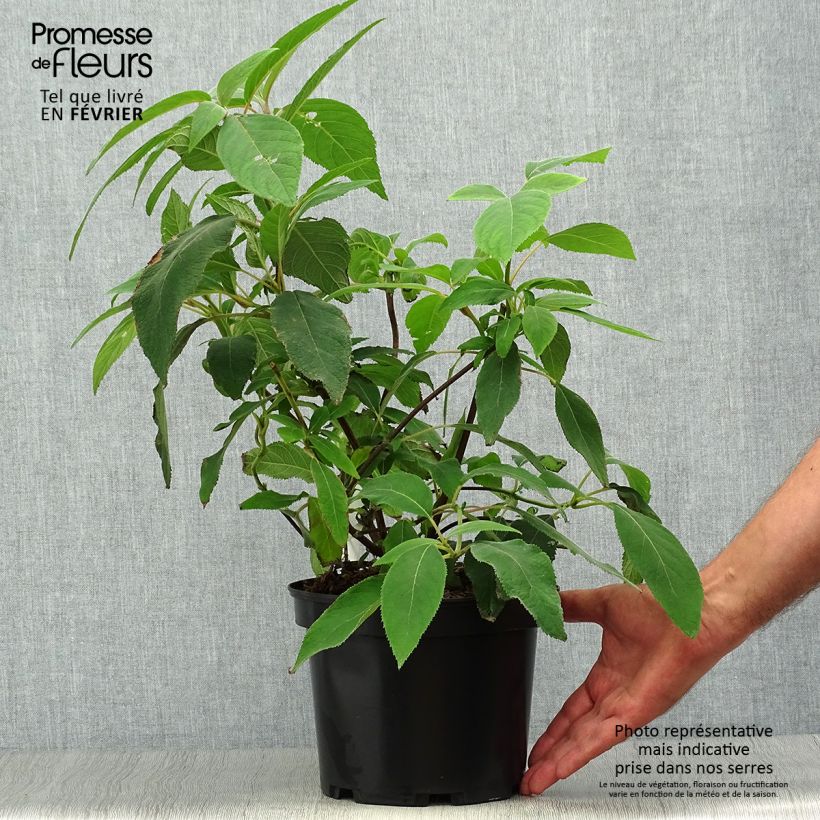 Spécimen de Hortensia - Hydrangea aspera villosa Pot de 3L/4L tel que livré en automne