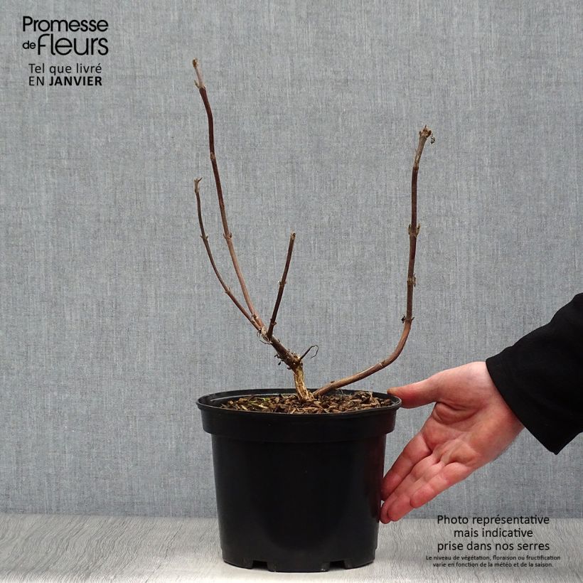 Spécimen de Hortensia - Hydrangea aspera villosa Velvet & Lace Pot de 4L/5L tel que livré en hiver