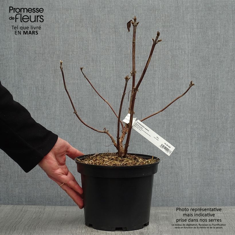 Spécimen de Hortensia - Hydrangea aspera villosa Velvet & Lace Pot de 4L/5L tel que livré au printemps
