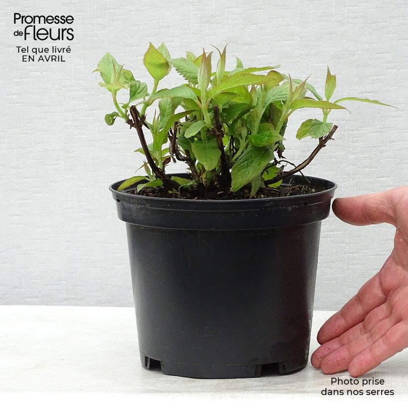 Hydrangea involucrata - Ortensia Vaso da 2L/3L esemplare consegnato in primavera