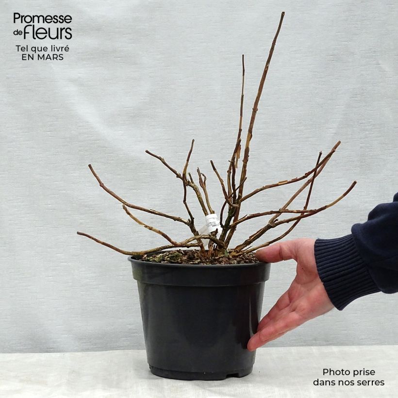 Spécimen de Hortensia - Hydrangea involucrata Late Love Pot de 3L/4L tel que livré au printemps
