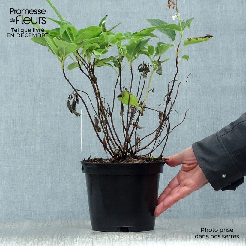 Spécimen de Hortensia - Hydrangea involucrata Pot de 2L/3L tel que livré en hiver