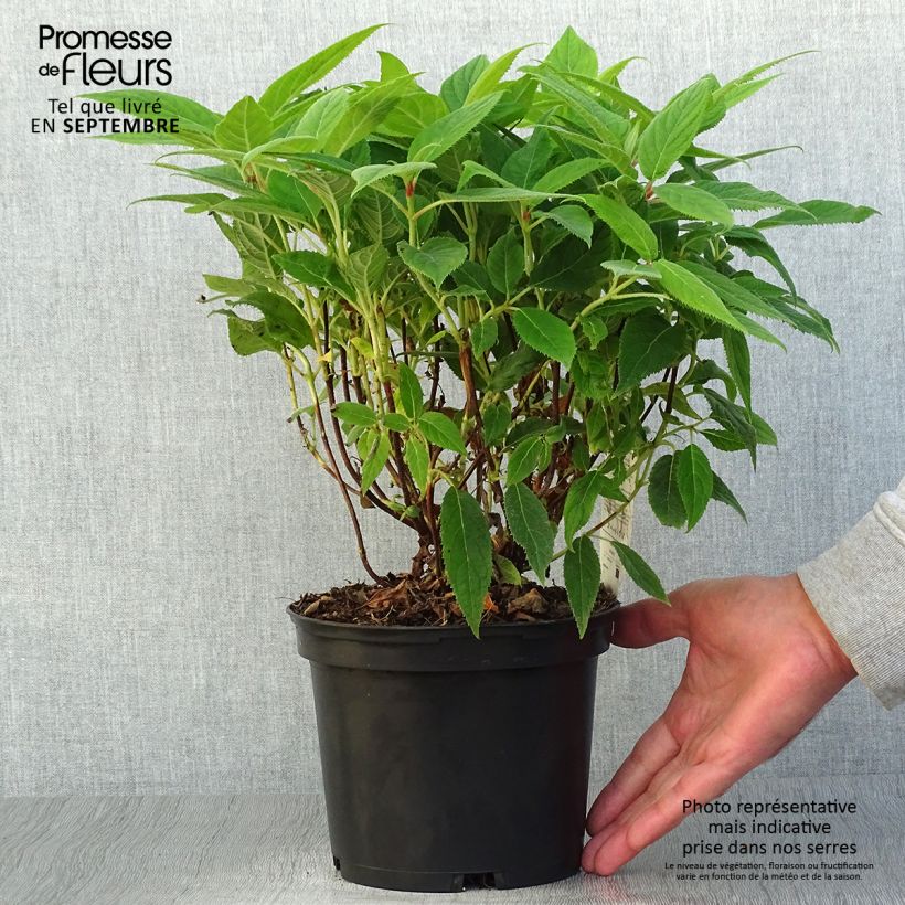 Spécimen de Hortensia - Hydrangea involucrata Pot de 2L/3L tel que livré en automne