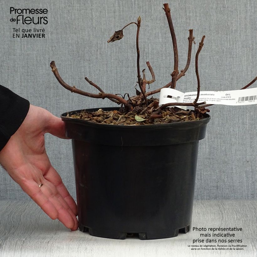 Spécimen de Hortensia - Hydrangea involucrata Yoraku Tama Pot de 4L/5L tel que livré en hiver