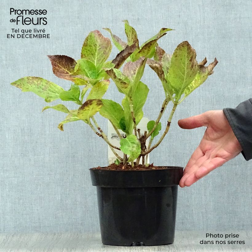 Spécimen de Hortensia macrophylla Ayesha Pot de 2L/3L, 5/6 branches tel que livré en hiver