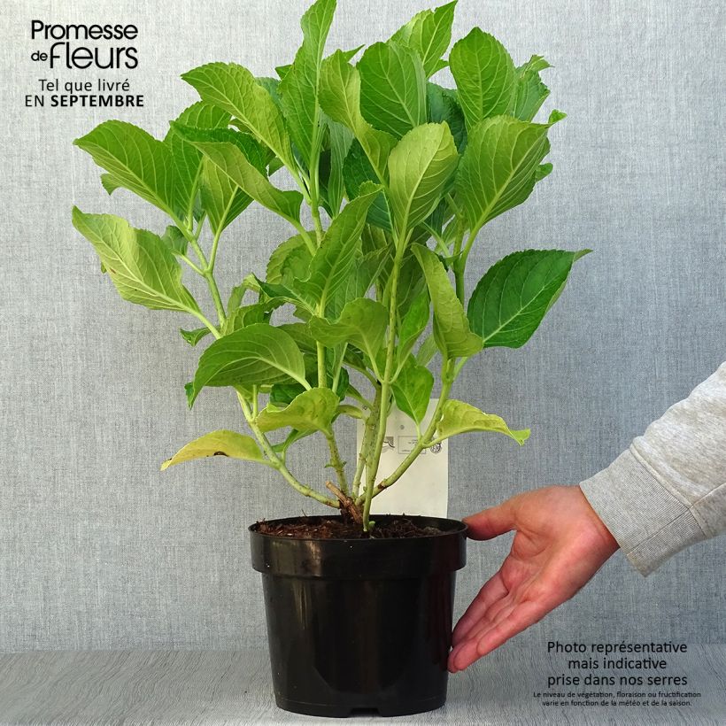 Spécimen de Hortensia macrophylla Ayesha Pot de 2L/3L, 5/6 branches tel que livré en automne