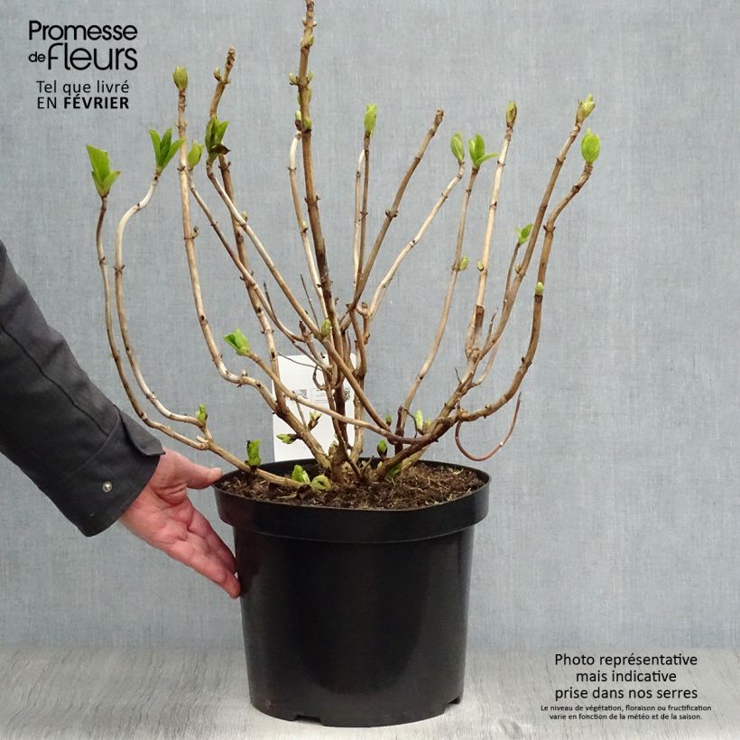 Spécimen de Hortensia macrophylla Ayesha Pot de 7,5L/10L tel que livré en hiver