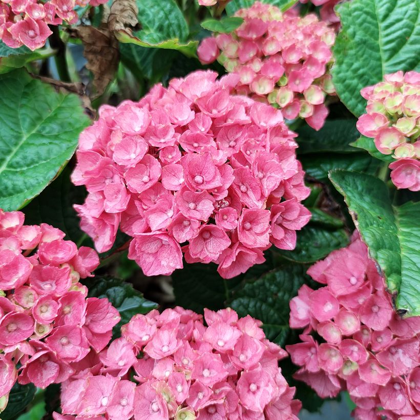 Hortensia - Hydrangea macrophylla Baron Rouge  (Floraison)