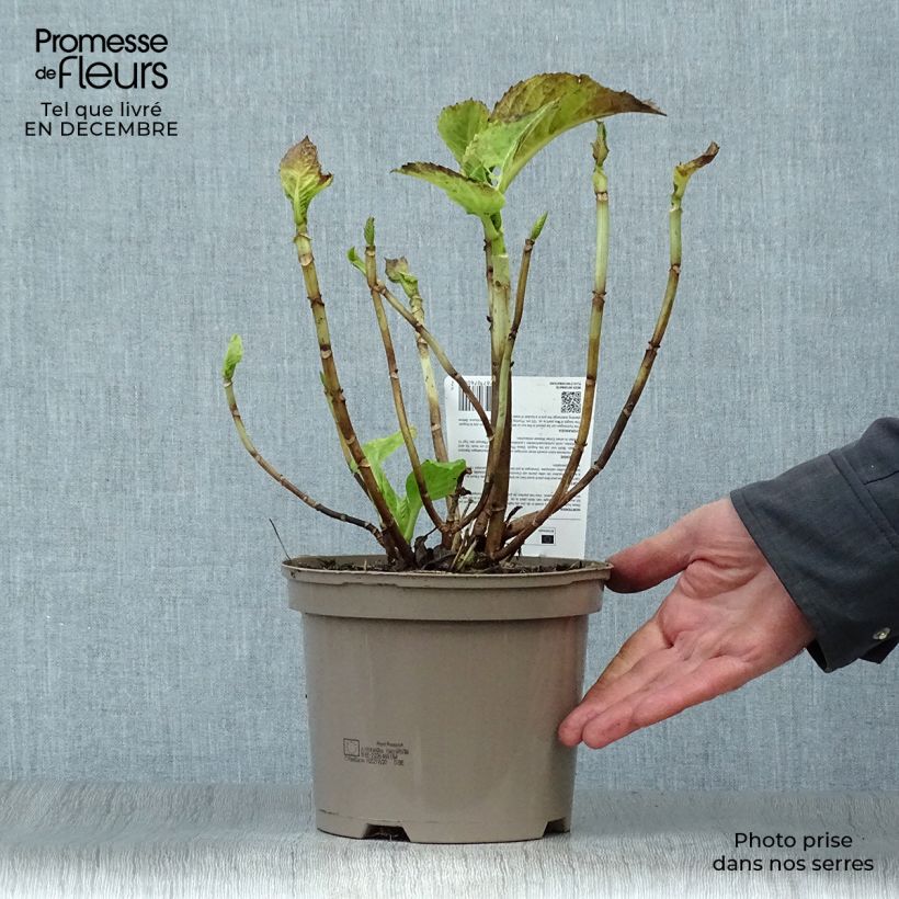 Spécimen de Hortensia - Hydrangea macrophylla Baron Rouge  Pot de 2L/3L tel que livré en hiver