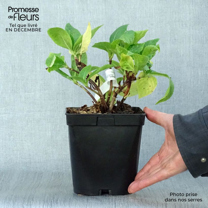 Spécimen de Hortensia - Hydrangea macrophylla Beauté Vendômoise Pot de 2L/3L tel que livré en hiver
